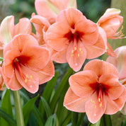 Amaryllis Orange simple